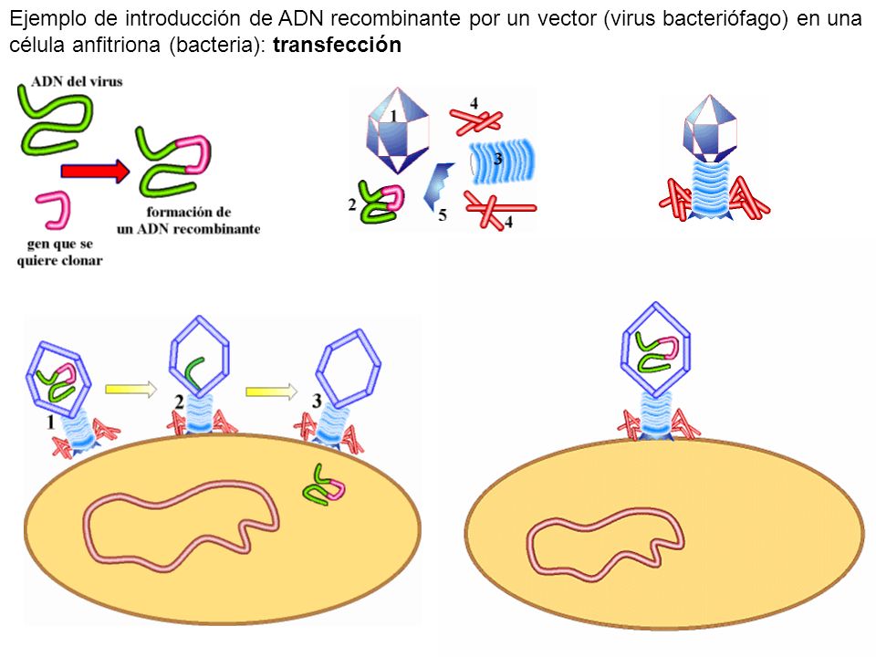 Ejemplo de introducción de ADN recombinante por un vector (virus bacteriófago) en una célula anfitriona (bacteria): transfección
