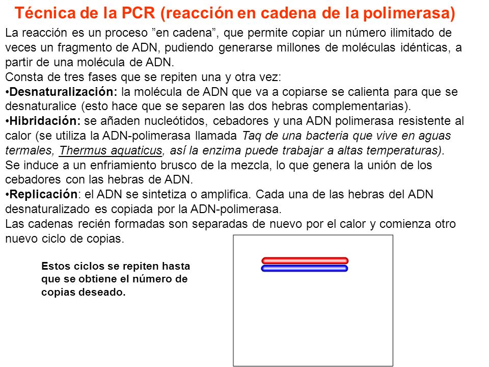 Técnica de la PCR (reacción en cadena de la polimerasa)