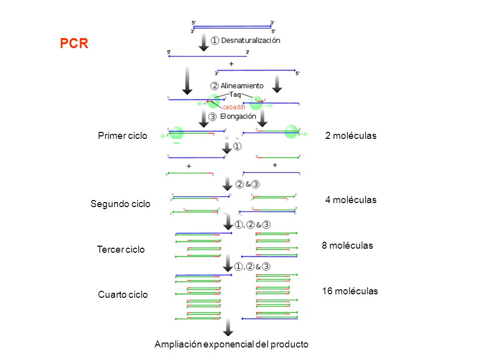 PCR Primer ciclo 2 moléculas 4 moléculas Segundo ciclo 8 moléculas