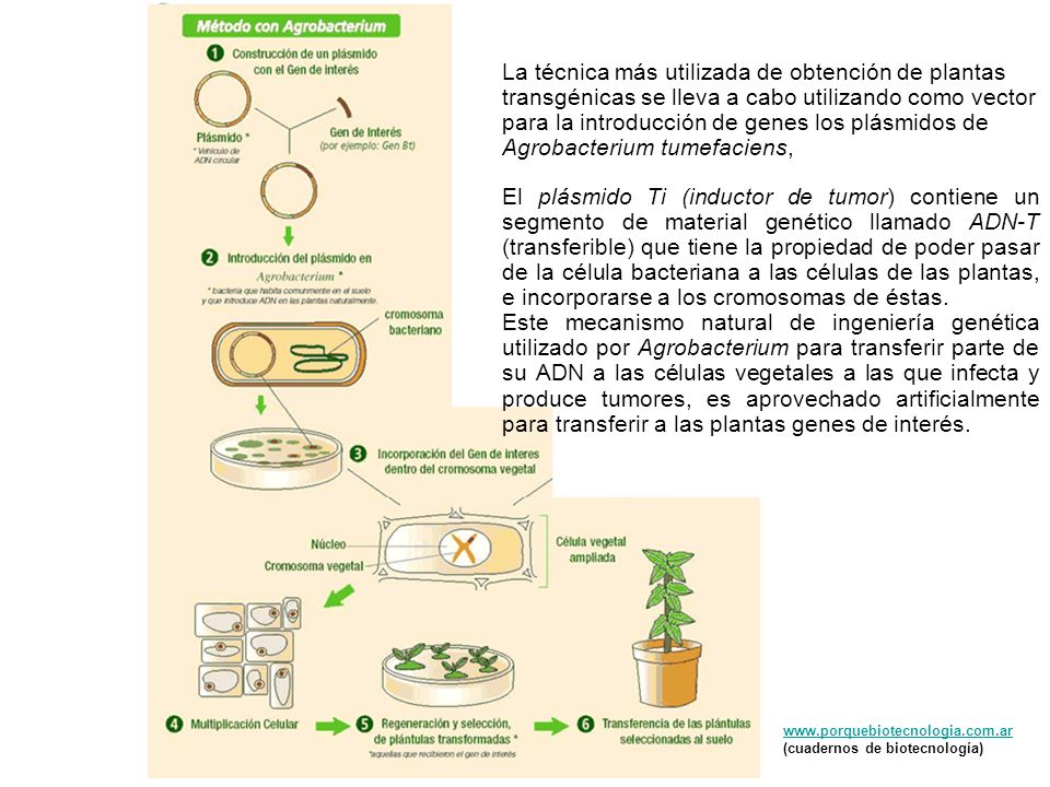 La técnica más utilizada de obtención de plantas transgénicas se lleva a cabo utilizando como vector para la introducción de genes los plásmidos de Agrobacterium tumefaciens,