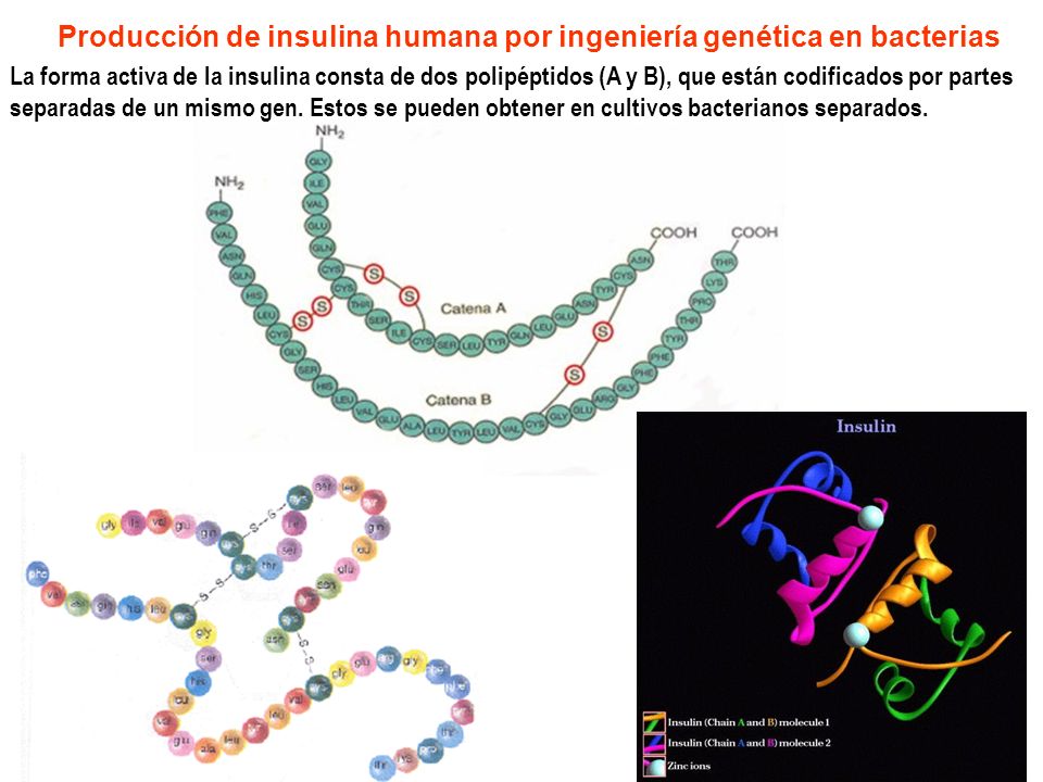 Producción de insulina humana por ingeniería genética en bacterias