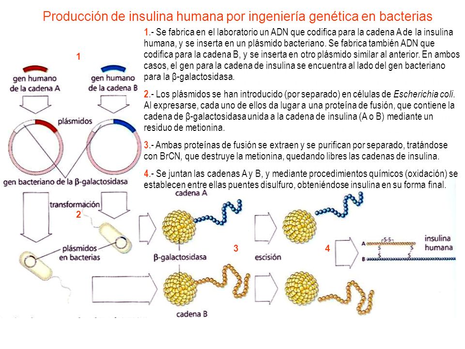 Producción de insulina humana por ingeniería genética en bacterias