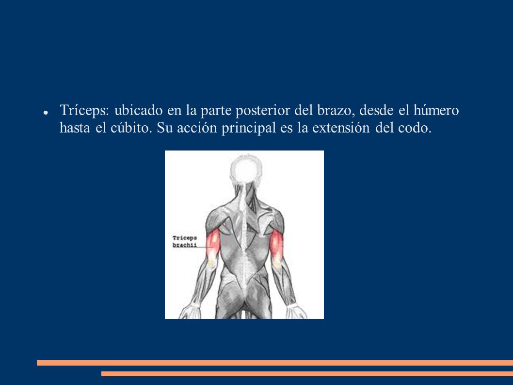 Tríceps: ubicado en la parte posterior del brazo, desde el húmero hasta el cúbito.