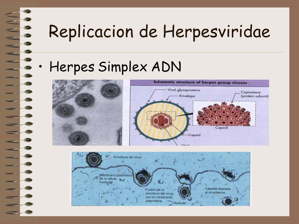 Replicacion de Herpesviridae