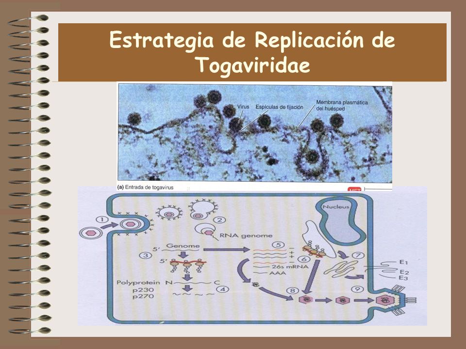 Estrategia de Replicación de Togaviridae