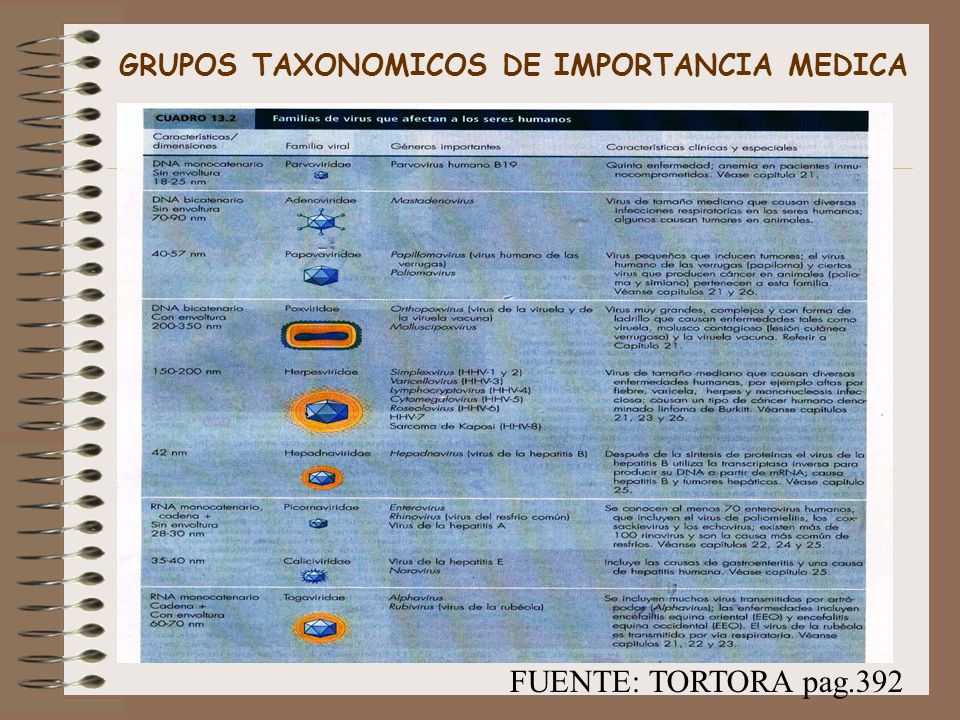 GRUPOS TAXONOMICOS DE IMPORTANCIA MEDICA