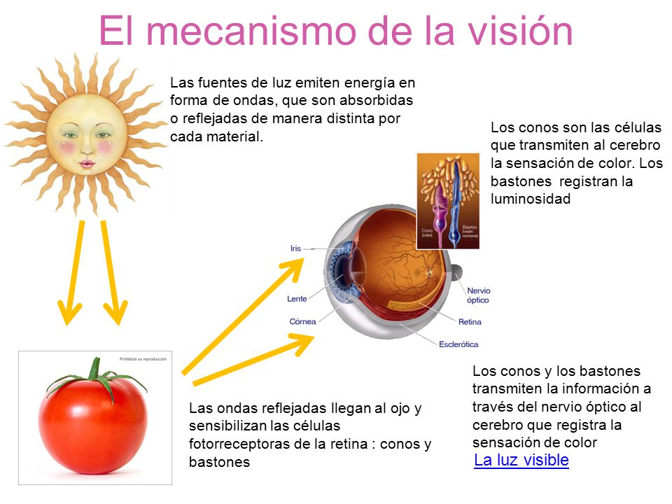 El mecanismo de la visión