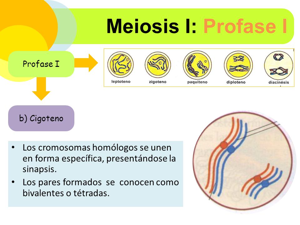 Meiosis I: Profase I Profase I. b) Cigoteno. Los cromosomas homólogos se unen en forma específica, presentándose la sinapsis.