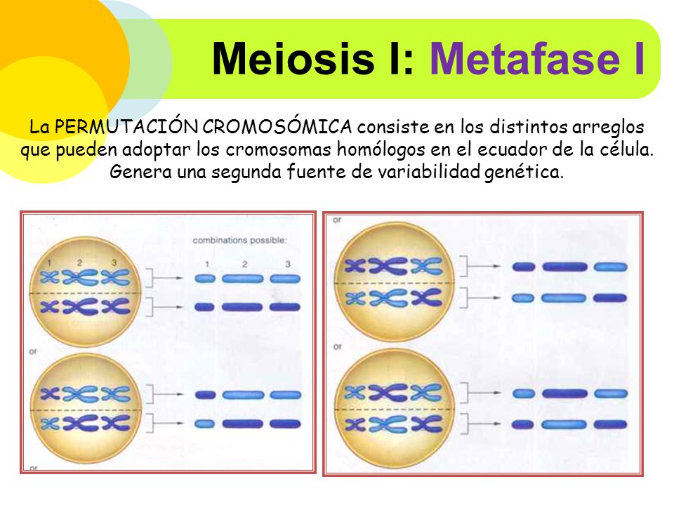 Meiosis I: Metafase I