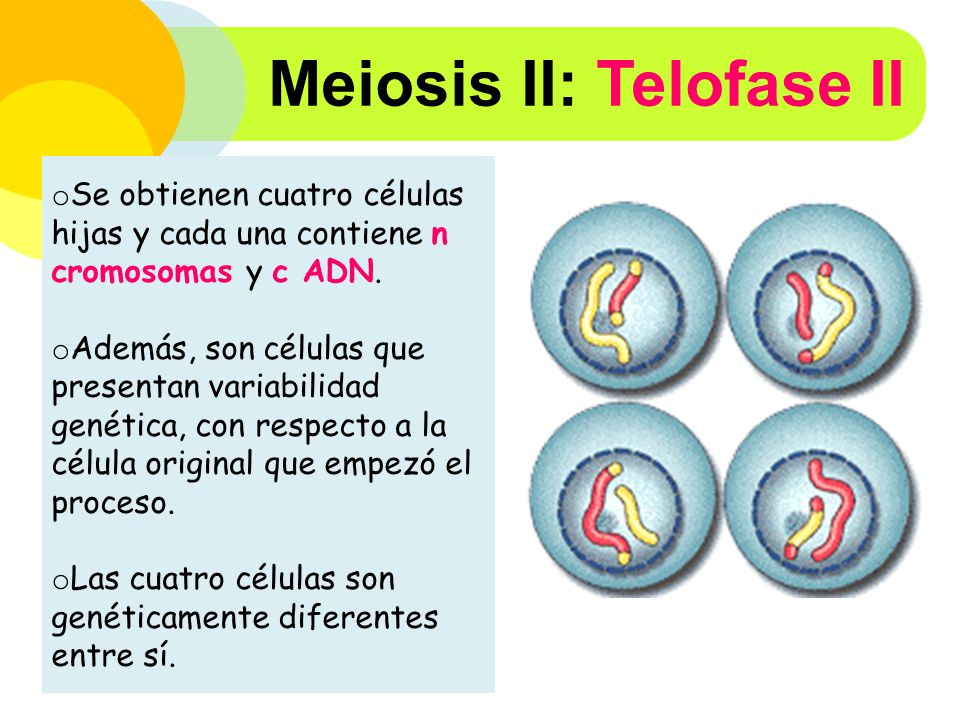 Meiosis II: Telofase II
