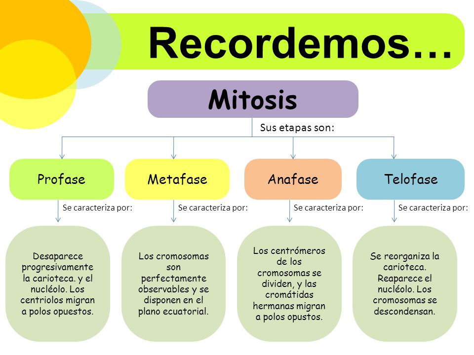 Recordemos… Mitosis Profase Metafase Anafase Telofase Sus etapas son: