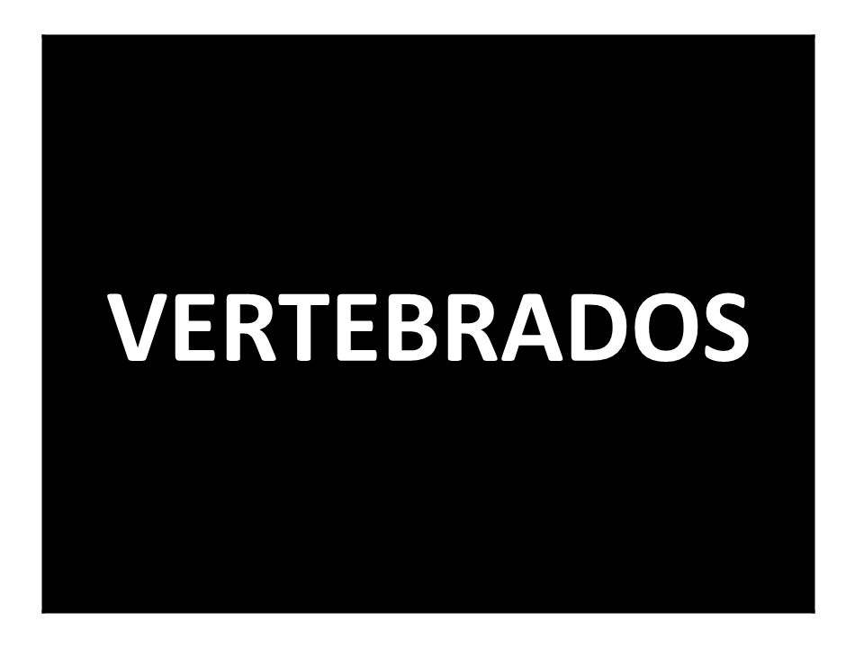 VERTEBRADOS