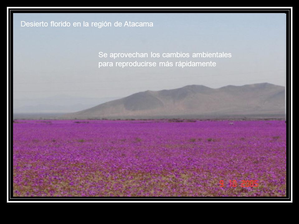 Desierto florido en la región de Atacama