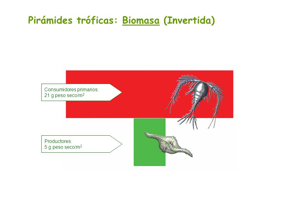 Pirámides tróficas: Biomasa (Invertida)