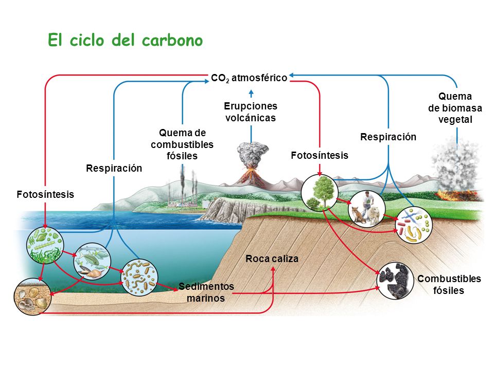 El ciclo del carbono CO2 atmosférico Quema de biomasa vegetal