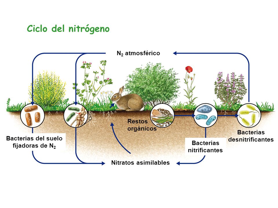 Ciclo del nitrógeno N2 atmosférico Restos orgánicos