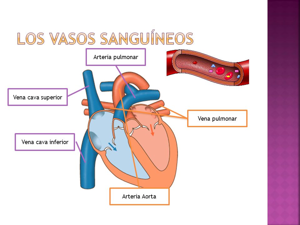 LOS VASOS SANGUÍNEOS Arteria pulmonar Vena cava superior Vena pulmonar