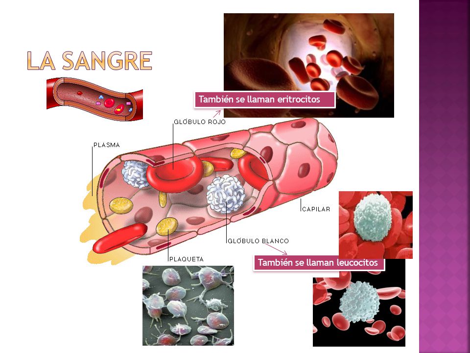 La sangre También se llaman eritrocitos También se llaman leucocitos