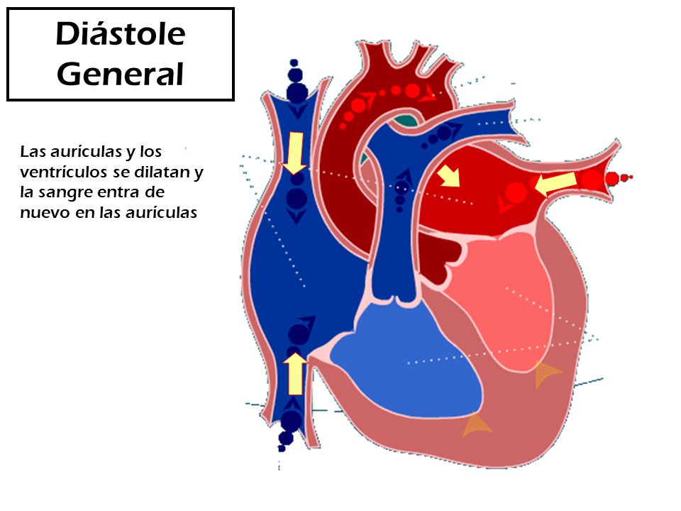Diástole General Las aurículas y los ventrículos se dilatan y la sangre entra de nuevo en las aurículas.