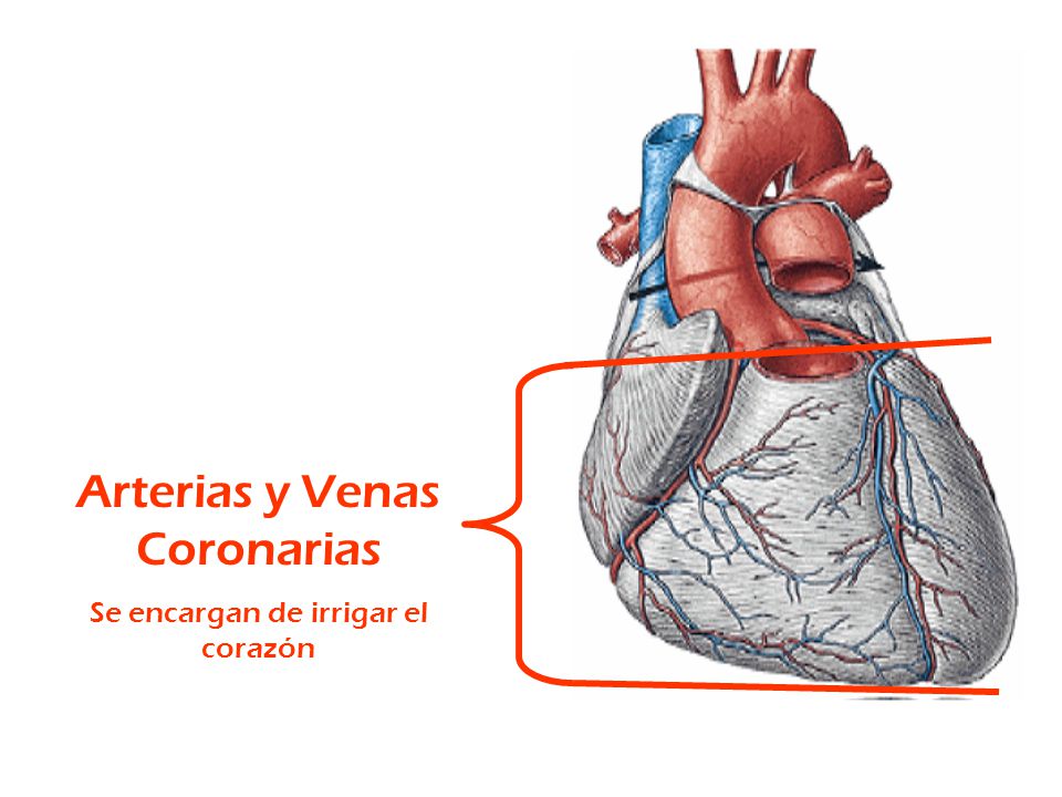 Arterias y Venas Coronarias