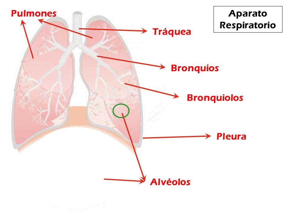 Pulmones Aparato Respiratorio Tráquea Bronquios Bronquiolos Pleura Alvéolos