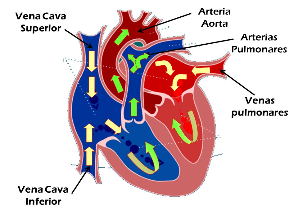Arteria Aorta Vena Cava Superior Arterias Pulmonares Venas pulmonares Vena Cava Inferior