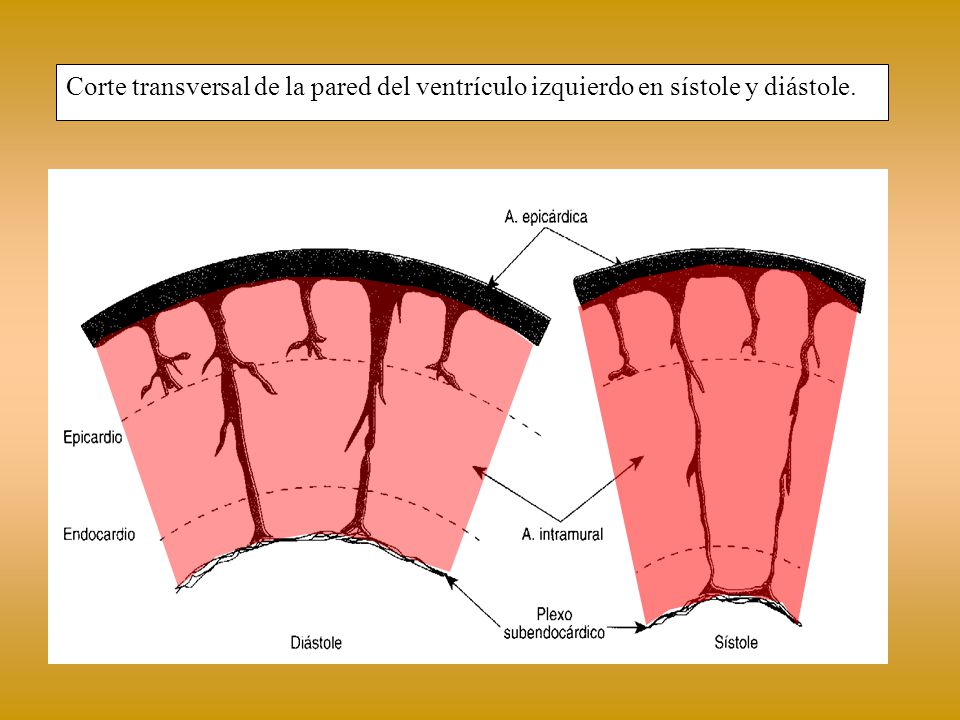 Corte transversal de la pared del ventrículo izquierdo en sístole y diástole.