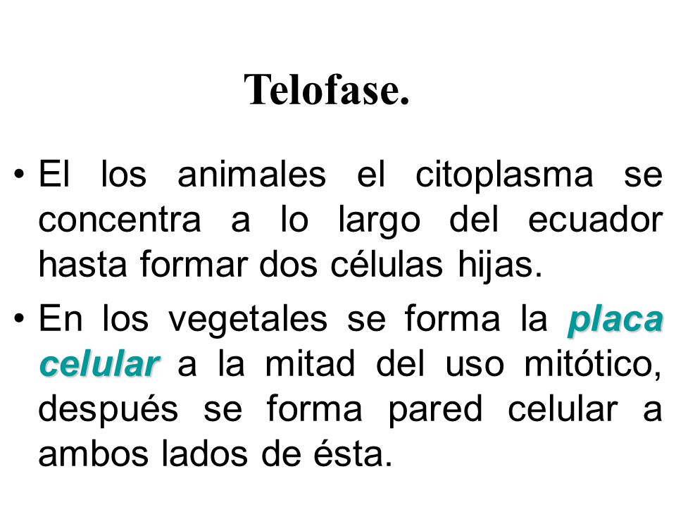 Telofase. El los animales el citoplasma se concentra a lo largo del ecuador hasta formar dos células hijas.