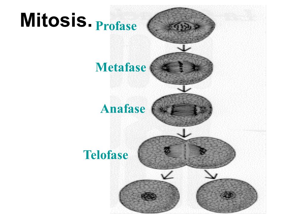 Mitosis. Profase Metafase Anafase Telofase