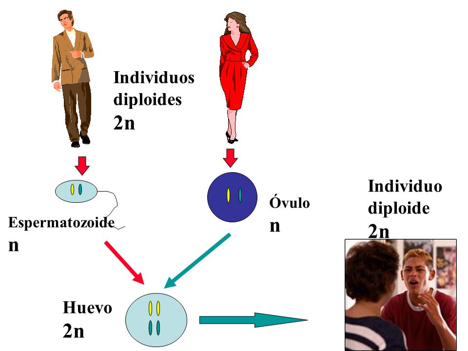 2n 2n n n 2n Individuos diploides Individuo diploide Huevo Óvulo