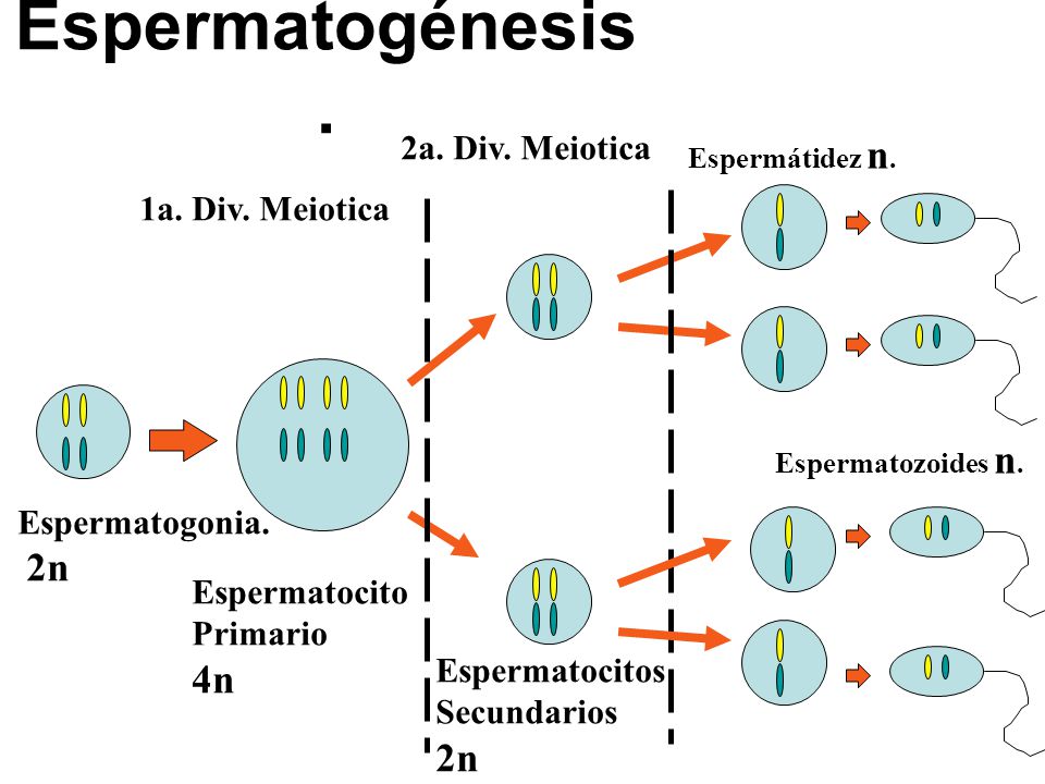 Espermatogénesis. 4n 2n 2a. Div. Meiotica 1a. Div. Meiotica