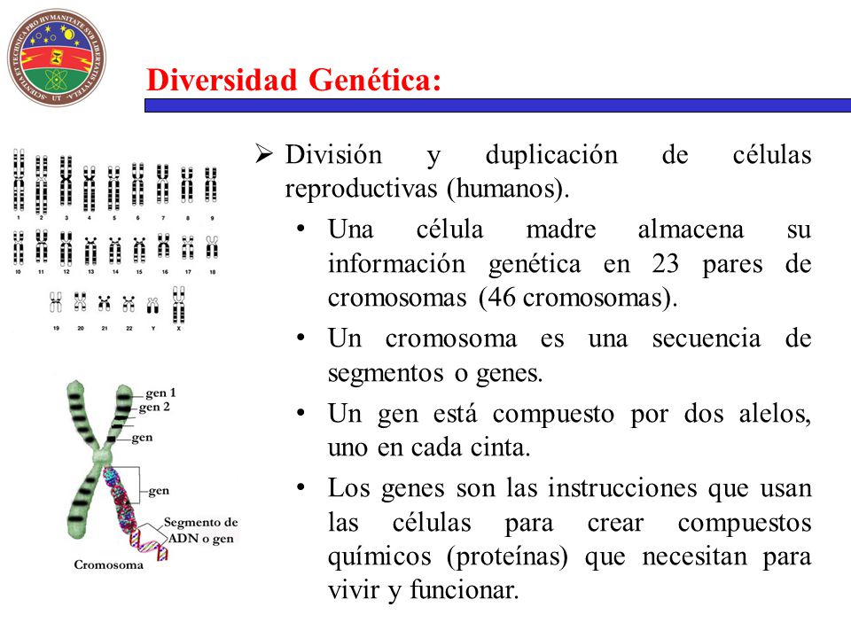 Diversidad Genética: División y duplicación de células reproductivas (humanos).