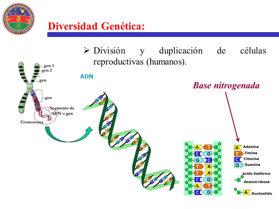 Diversidad Genética: División y duplicación de células reproductivas (humanos). Base nitrogenada