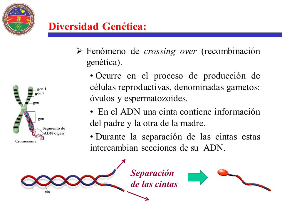 Diversidad Genética: Fenómeno de crossing over (recombinación genética).