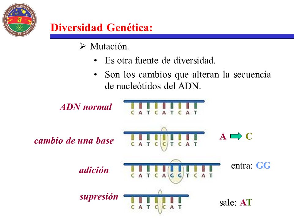 Diversidad Genética: Mutación. Es otra fuente de diversidad.