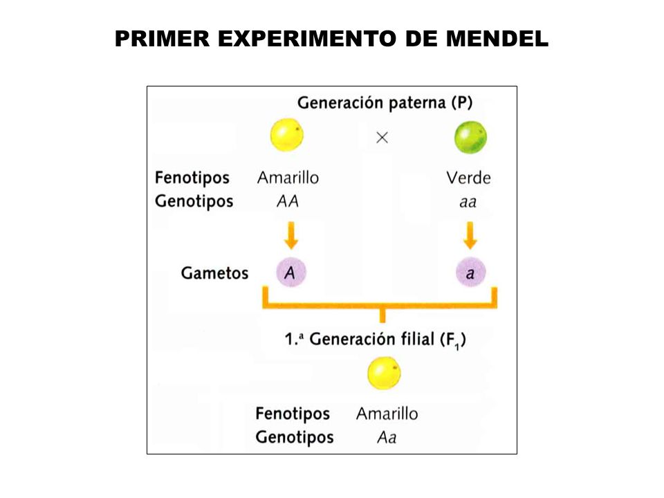 PRIMER EXPERIMENTO DE MENDEL