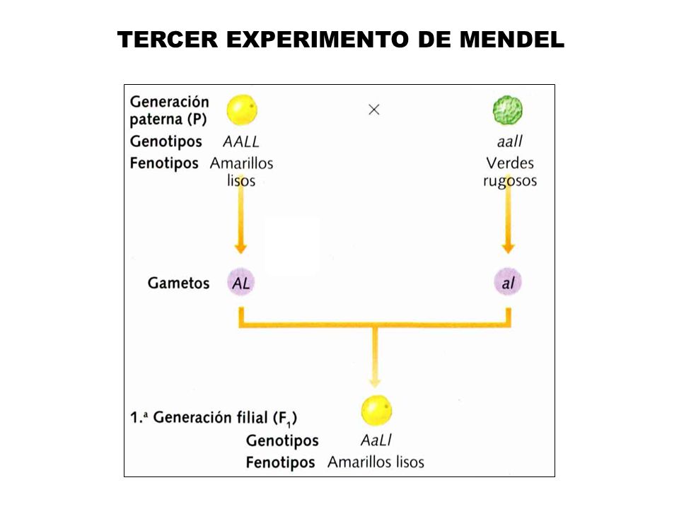 TERCER EXPERIMENTO DE MENDEL