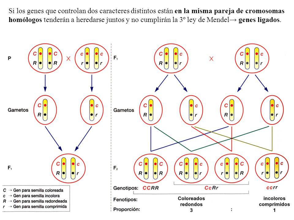 Si los genes que controlan dos caracteres distintos están en la misma pareja de cromosomas homólogos tenderán a heredarse juntos y no cumplirán la 3º ley de Mendel→ genes ligados.