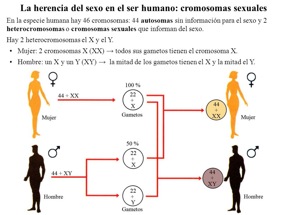 La herencia del sexo en el ser humano: cromosomas sexuales