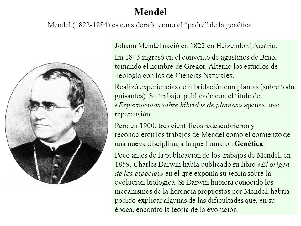 Mendel ( ) es considerado como el padre de la genética.