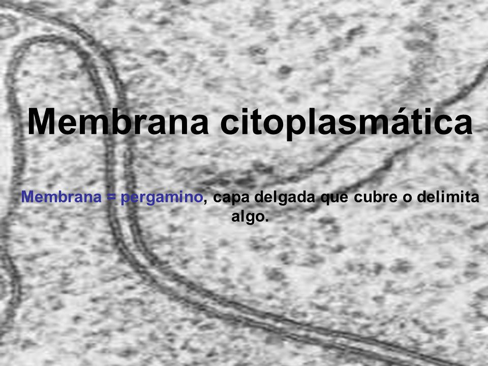 Membrana citoplasmática Membrana = pergamino, capa delgada que cubre o delimita algo.
