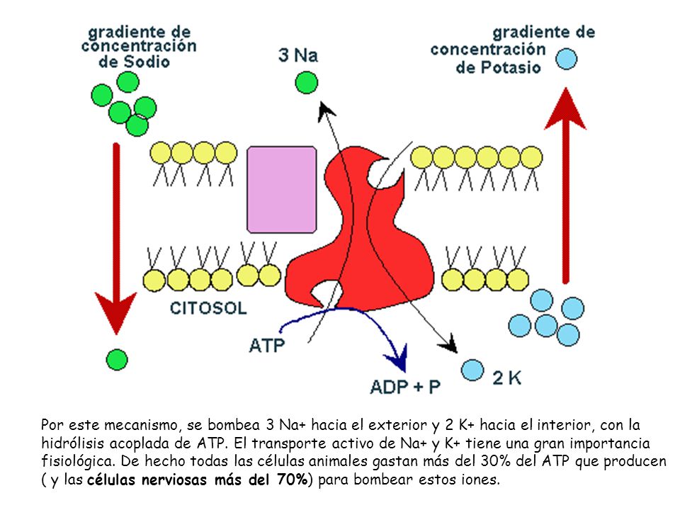 Por este mecanismo, se bombea 3 Na+ hacia el exterior y 2 K+ hacia el interior, con la hidrólisis acoplada de ATP.