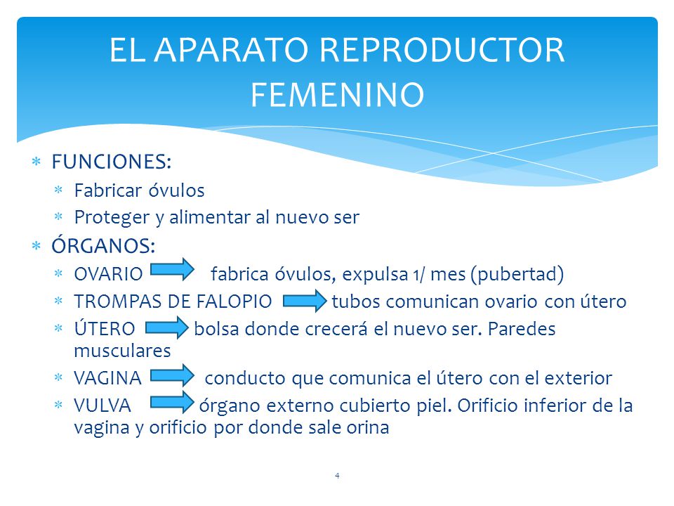 EL APARATO REPRODUCTOR FEMENINO