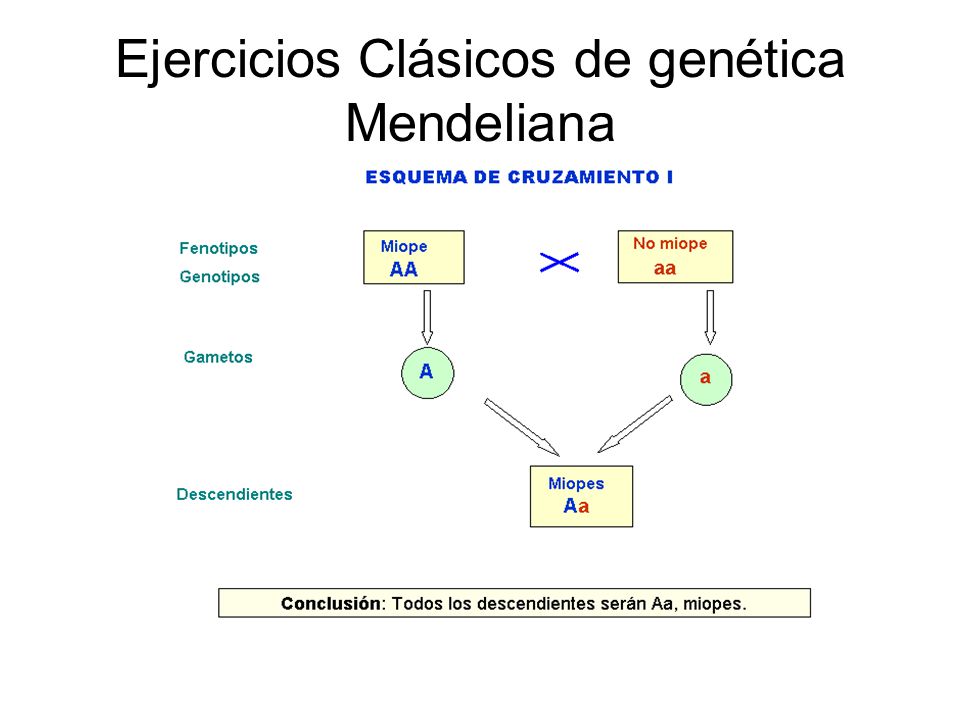 Ejercicios Clásicos de genética Mendeliana
