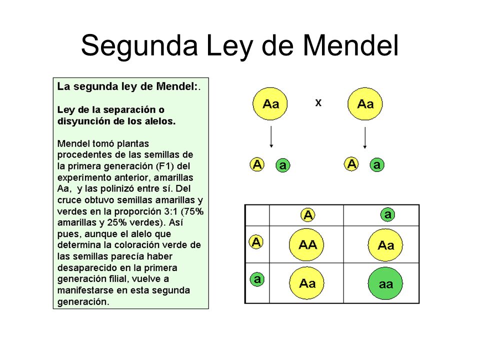 Segunda Ley de Mendel