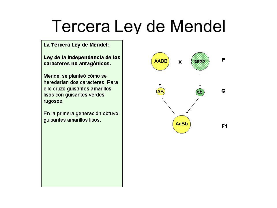 Tercera Ley de Mendel
