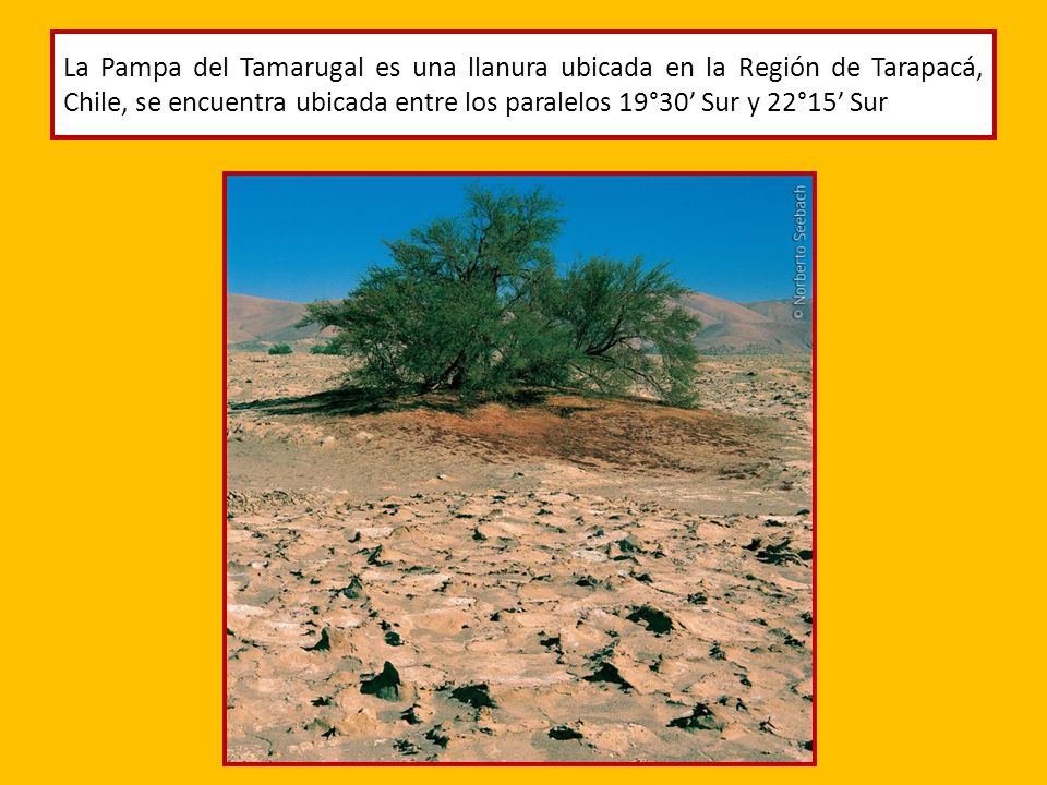La Pampa del Tamarugal es una llanura ubicada en la Región de Tarapacá, Chile, se encuentra ubicada entre los paralelos 19°30’ Sur y 22°15’ Sur