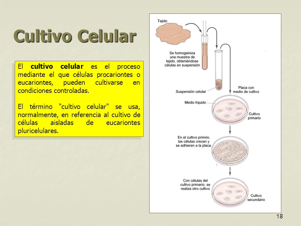 Cultivo Celular El cultivo celular es el proceso mediante el que células procariontes o eucariontes, pueden cultivarse en condiciones controladas.