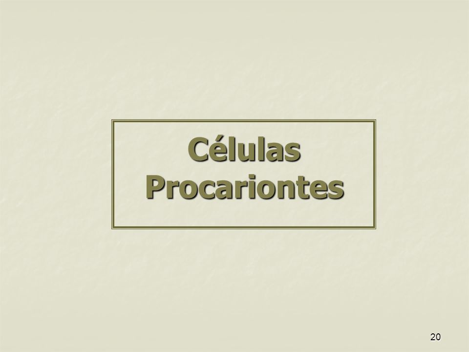 Células Procariontes