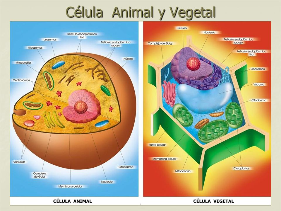 Célula Animal y Vegetal